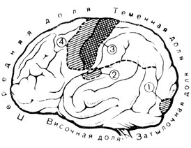 1. Левое полушарие головного мозга человека: 1 - первичная зрительная область; 2 - первичная слуховая область; 3 - соматическая сенсорная область; 4 - двигательная область